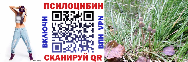 Псилоцибиновые грибы Psilocybine cubensis  Чегем 